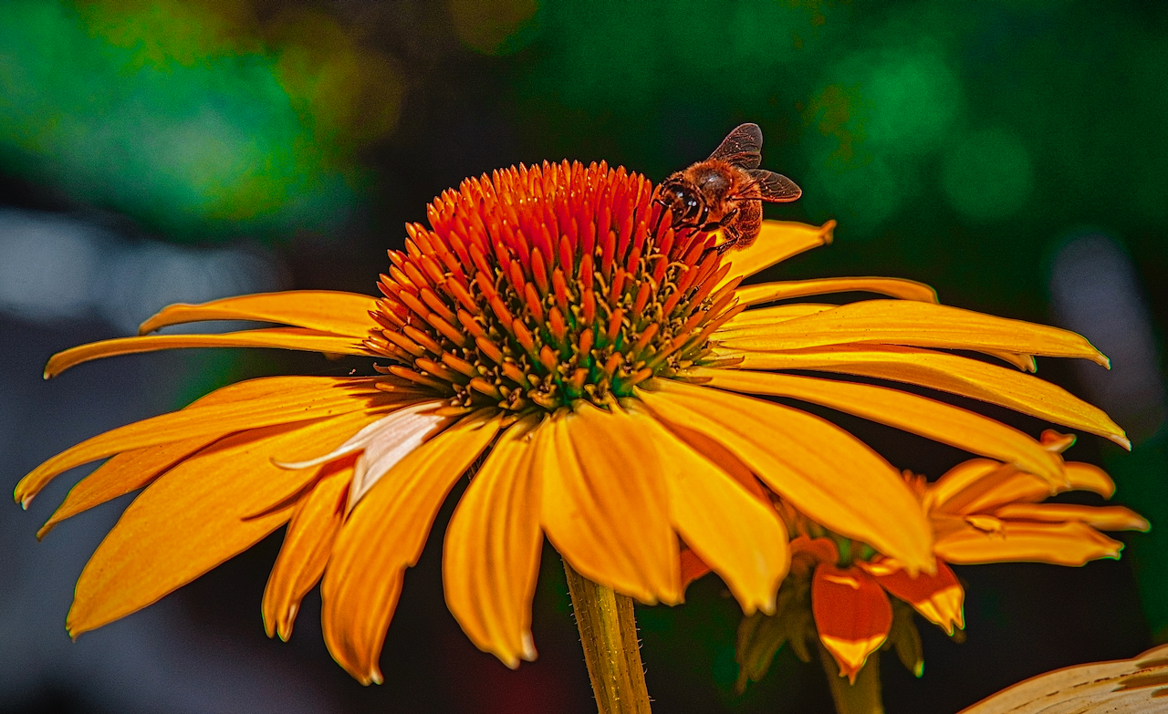 Tips for attracting pollinators to your garden